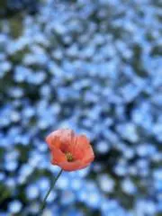 モヤぺんの画像