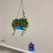 いろはの画像