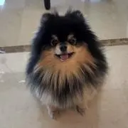 のんの画像