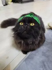 雪妃の画像