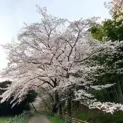 T-38specialの画像