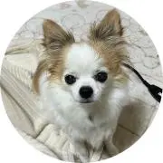 カナブンの画像