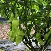 牛田自然農法の画像