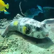 しろみの画像