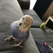 えみょの画像