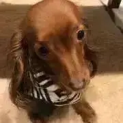 mocaの画像