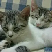 ねこ