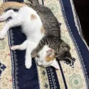 ヒーデ