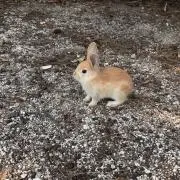 ウサギ