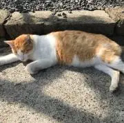 がく