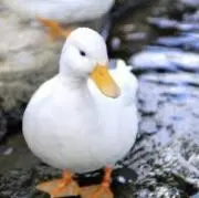 おきんにくの画像