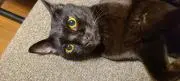 ししまる