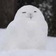 Lionの画像