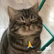 キキの画像
