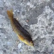 カンパチ
