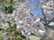 ひかりの画像