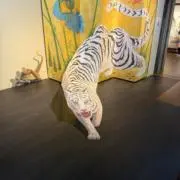 アヌビス