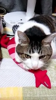 ももん