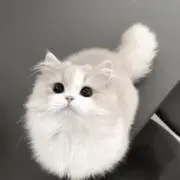 Sの画像