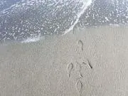 歯
