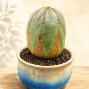 ひなたの画像