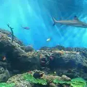 あんこ
