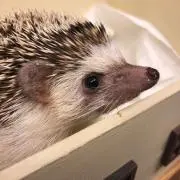 はりねずみの画像