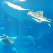 水玉