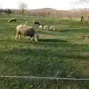 ひつじの画像