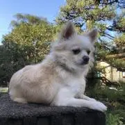 さんぽいぬの画像