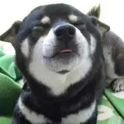 モエポコの画像