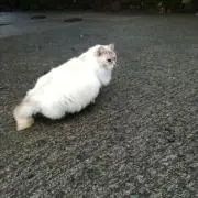 ポンポンの画像
