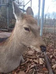 kurukuruの画像