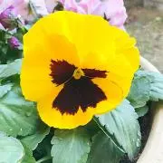 conaの画像