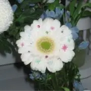 あおの画像