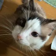 だいふくの画像