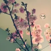 さくの画像