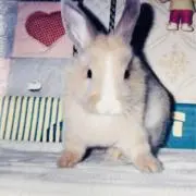 ちょこぼんの画像