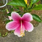 もも猫