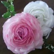 pinkranunculus