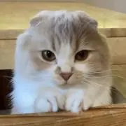 かなパパ
