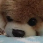shu11