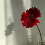 ayaの画像