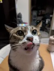 shakesの画像