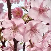 ようも
