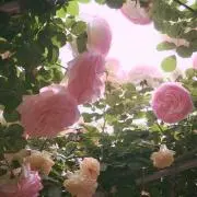 すぷりんぐの画像