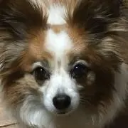 あけちゃん