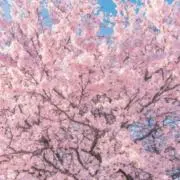 みの画像