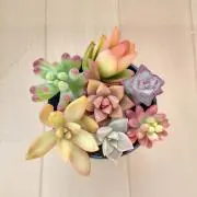 lucy_plants_and_more