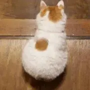 うしろねこ(*^ω^*)